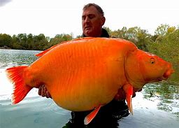 Image result for Largest Goldfish Recorded