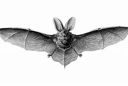 Image result for Cute Bat Graphic