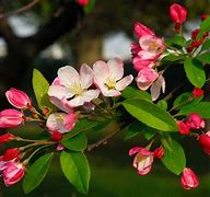 Image result for Types of Crabapple Trees