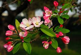 Image result for Crab Apple Tree Leaves