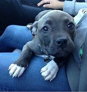 Image result for Show-Me Images of Pit Bulls