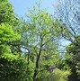 Image result for Pterostyrax corymbosa