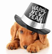Image result for New Year's Dog Pics