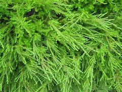 Image result for diosma