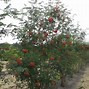 Image result for Sorbus aucuparia