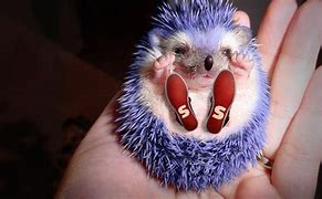 Image result for Sonic as an Actual Hedgehog
