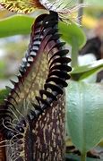 Image result for Deadliest Plants to Bugs
