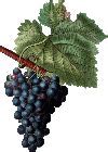Image result for Port Wine Grapes