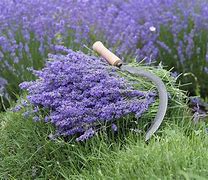 Image result for Lavender Muldar Follow