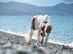 Image result for Best Horse Photographers