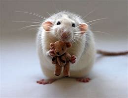 Image result for Cute Rat Picture Reaching