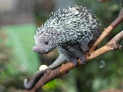 Image result for Long-Tailed Porcupine