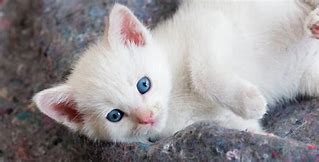 Image result for Cute Cats with Blue Eyes
