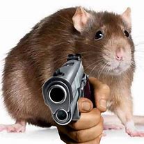 Image result for A Picture of a Scared Rat in a Gun Cabinet