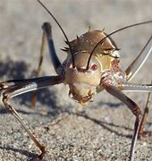 Image result for Battle Cricket Bug