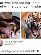 Image result for Gold Tooth Tiger Meme