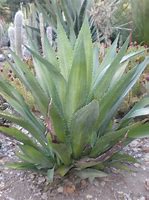 Image result for Cacti Types