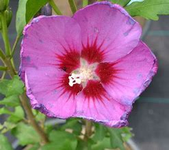 Image result for Hibiscus syriacus Russian Violet