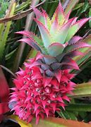 Image result for Marie Sharp Pinapple