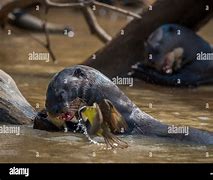Image result for Giant Otter Eating