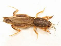 Image result for Mole Cricket Signs