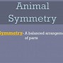 Image result for Symmetry in Animals