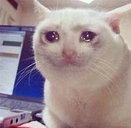 Image result for Cat Crying Dank Meme Hight Quality