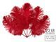 Image result for Red Ostrich Feathers