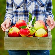 Image result for Honeycrisp Twisted Apple Tree