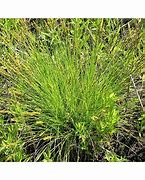 Image result for Brown Fox Sedge