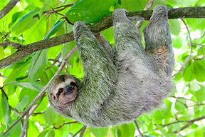 Image result for Sloth X-ray