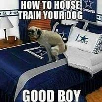 Image result for Dallas Cowboys Cat Meme