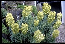 Image result for Euphorbia characias Lambrook Gold