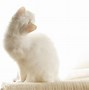 Image result for Kitten Playing White Background