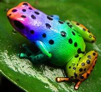 Image result for Rainbow Frog