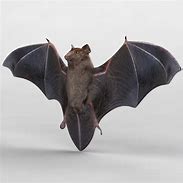Image result for Paint 3D Bat