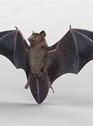 Image result for 3D Bat or Kids