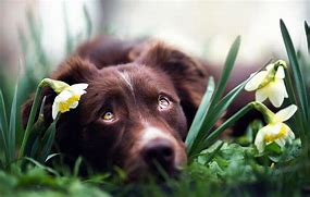 Image result for Spring Dog Photoshoots