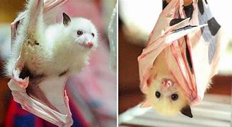 Image result for Albino Fox Bat