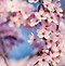 Image result for Cherry Blossom Sakura Lake Art