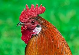 Image result for Funny Coq