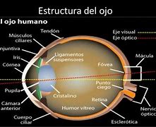 Image result for Ojo Estructura