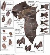 Image result for Male Bat Anatomy