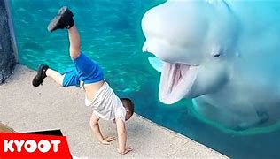 Image result for Balooga Whale Funny