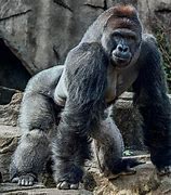 Image result for Harambe Riot