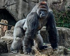 Image result for Harambe Swimming