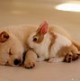 Image result for Dog Baby