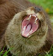 Image result for Snott Otter