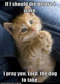 Image result for Cute Funny Memes
