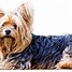 Image result for Yorkie with a Bow PNG